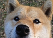 开云体育-赛道上的点球手，若日尼奥如何主宰F1年度争冠之夜