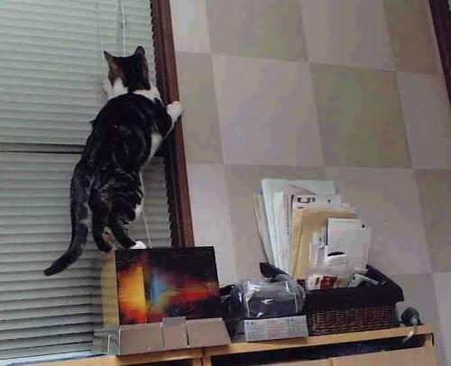 奥运周期关键战之夜，霍勒迪数据全面爆炸