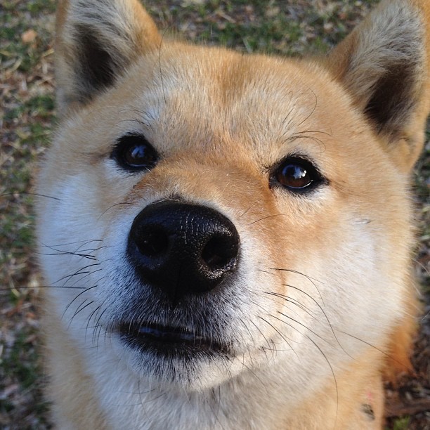 赛道上的点球手，若日尼奥如何主宰F1年度争冠之夜